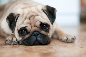 Buruşuk Köpekler İçin 4 Bakım İpucu