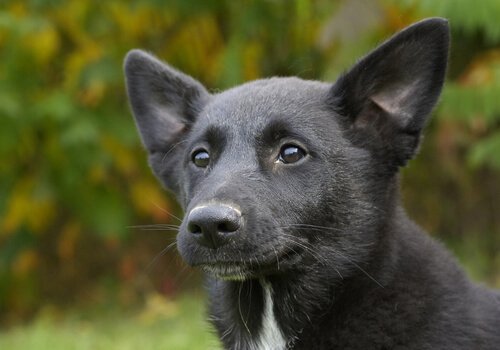 canaan dog yavrusu