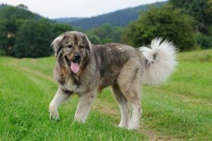 Sıra Dışı Kafkas Çoban Köpeği Hakkında Bilmedikleriniz