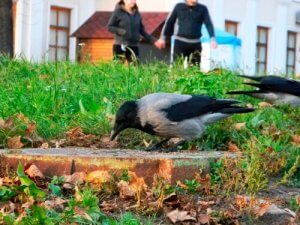 Evcil Hayvan Olarak Karga Çılgınca Mı?