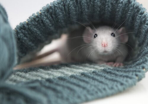 beyaz hamster