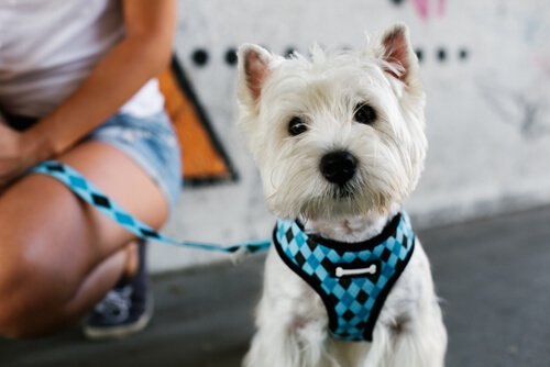 mavi tasmalı köpek