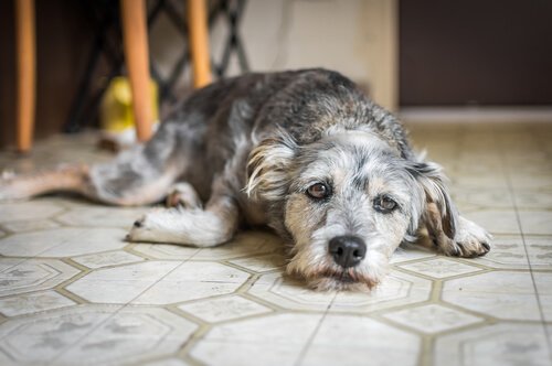 gri beyaz uzanan köpek