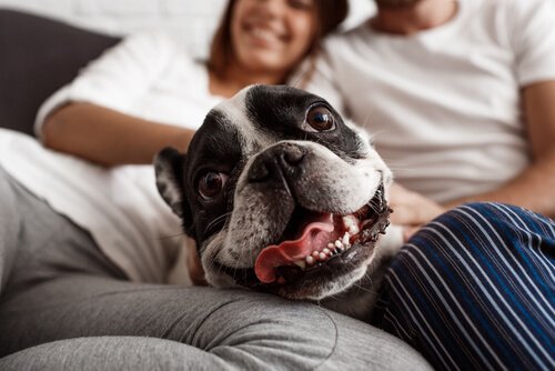 köpeklerin sevmediği şeyler