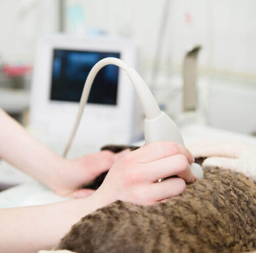 hamile kedinin karnına bakan veteriner
