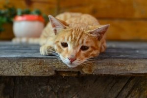 Kedilerde Giardia: Belirtileri ve Yayılması