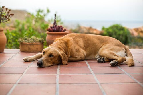 küçük sağlık sorunları yaşayan köpek