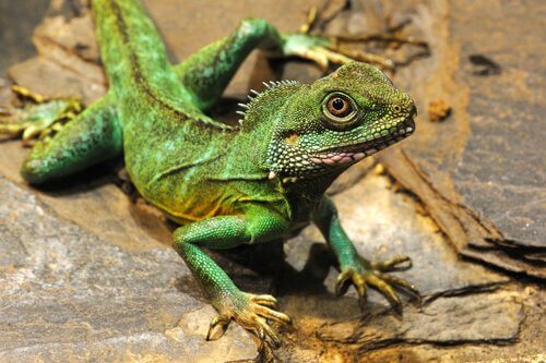 iguana yeşil feng şui