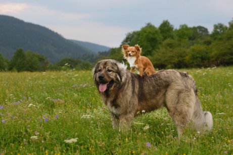 ormanda uzaklara bakan iki köpek ve Kafkas çoban köpeği