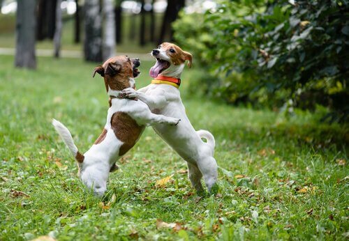 Köpek Kavgalarını Durdurmanın Yolları