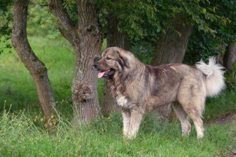 iri Kafkas çoban köpeği uzaklara bakıyor