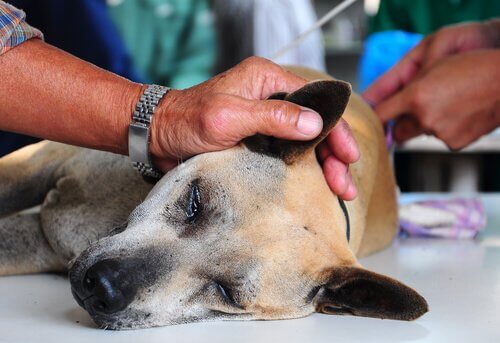 ishal nedeniyle veterinere giden köpek