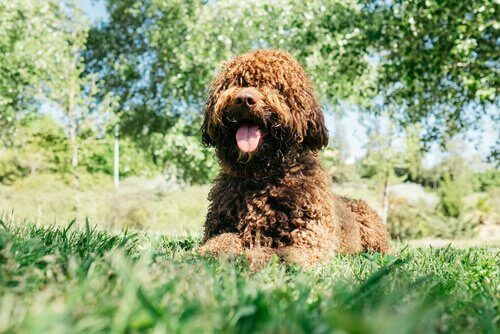 kahverengi kıvırcık tüylü köpek