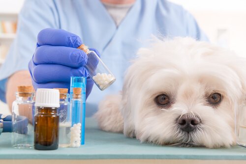 kanserli hayvanlar için alternatif tedaviler