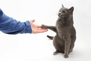 Bir Kediye Pati Vermesini Öğretebilir Misiniz?