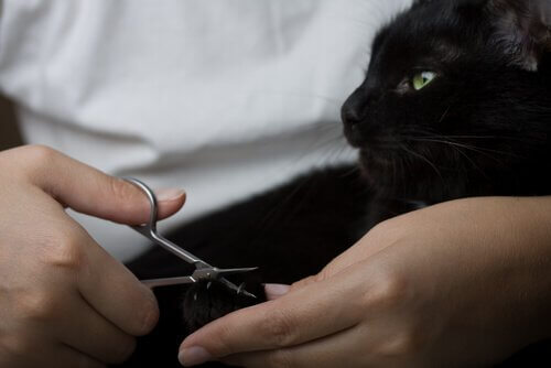 tırnakları kesilen kedi