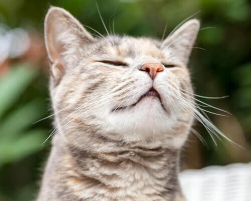 bir şeyleri koklayan kedi