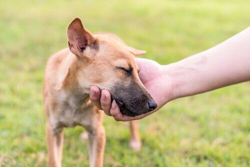 köpeğin başını tutmak