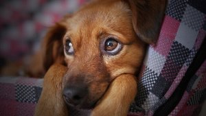 Köpek Gribini Önleme ve Tedavi Etme
