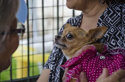 köpeklerin sevmediği davranışlar