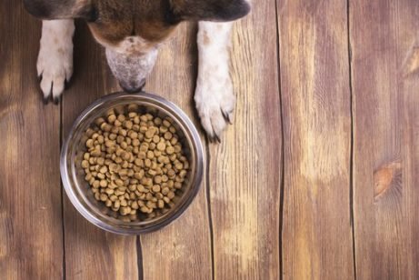 köpeğiniz kuru mama yemiyorsa