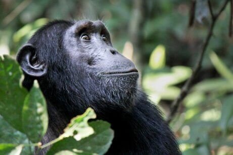 siyah maymun uzaklara bakıyor