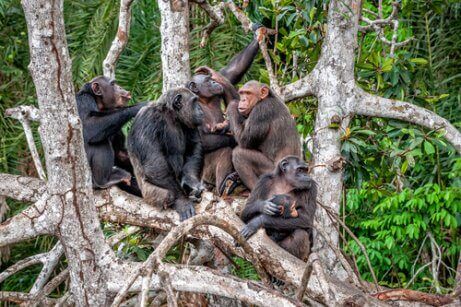 ağaçta oturan maymunlar ve şempanze kültürü
