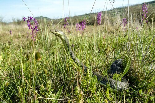 bahçede montpellier yılanı