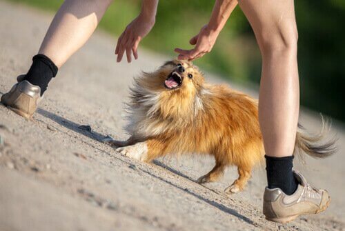 agresif bir köpek ve adam