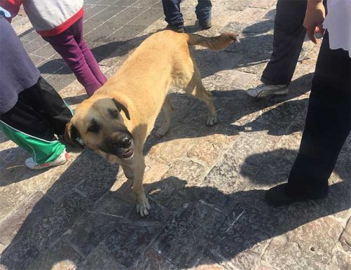 sokak köpeği