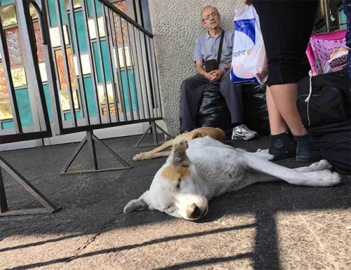 terkedilmiş köpek