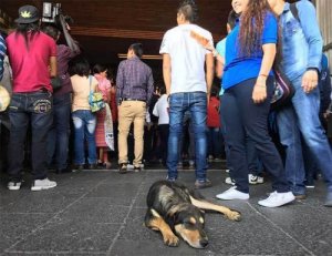 Guadalupe Bazilikası 'nda Terk Edilmiş Sokak Köpekleri