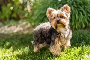 Alerji Yapmayan 5 Köpek Irkı