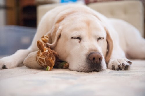 Evcil Hayvanınızın Uyku Sorunu Varsa Ne Yapmalı?