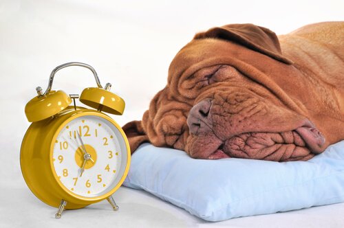 başında çalar saat ile uyuyan köpek