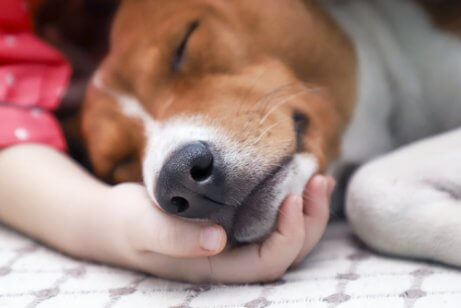 uyuyan köpek ve köpeklerde gençlik hastalığı