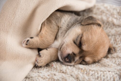 uyku sorunu yaşayan yavru köpek