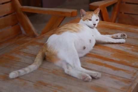 hamile kedi