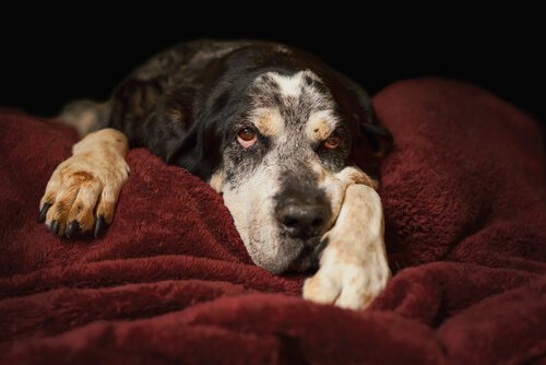 sahibine bakan yaşlı yaşlı köpek