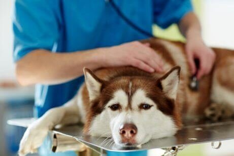 gençlik hastalığına yakalanmış köpek