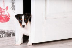 Yavru Köpeğinizi Eve Alıştırmak