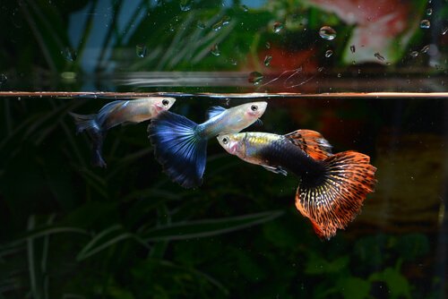 akvaryumda renkli balıklar