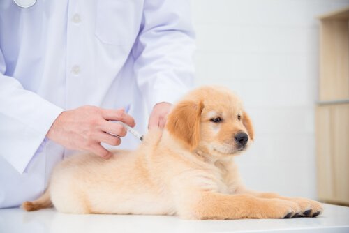 aşılanan yavru köpek