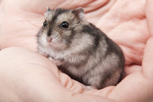 avuç içinde hamster