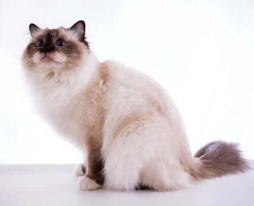 Birman kedisi