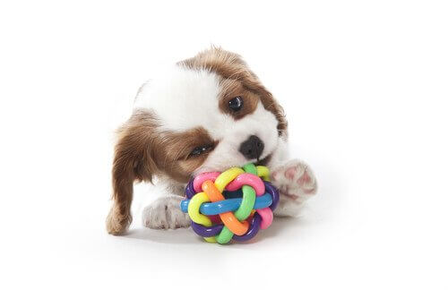 Köpeğiniz için Çiğneme Oyuncağı