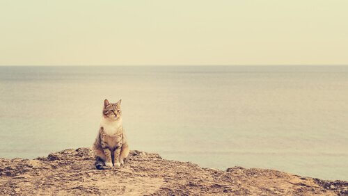 deniz manzarasında duran kedi