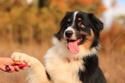 pati veren mutlu köpek