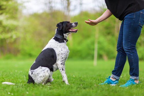 Köpek Eğitiminde Uygulamalı Psikoloji