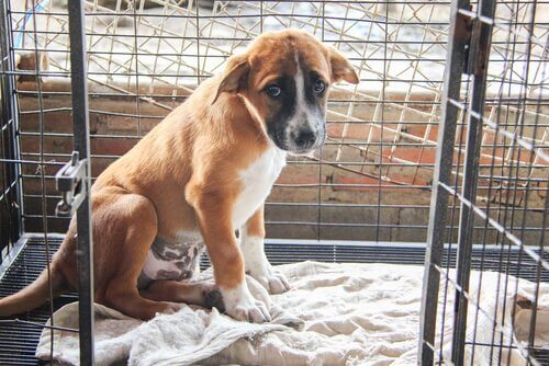 terk edilmiş yavru köpek